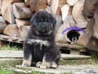 TIBETSK� DOGA