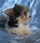 Biewer yorkshire terrier - �t���tka s PP