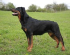 Beauceron �t��tka s PP - v �R nov� krev