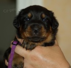 Beauceron �t��tka s PP - v �R nov� krev