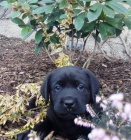 �t��ata labradorsk�ho retrievera