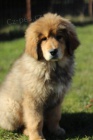 Tibetsk� doga na prodej s PP