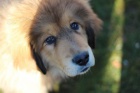 Tibetsk� doga na prodej s PP