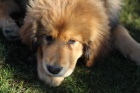 Tibetsk� doga na prodej s PP