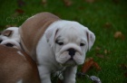 Anglick� buldog na predaj s PP