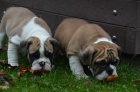 Anglick� buldog na predaj s PP