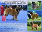 �t��ata Leonberger