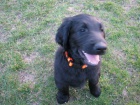 Flat Coated Retriever - �t�n� s PP