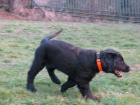 Flat Coated Retriever - �t�n� s PP