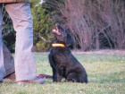 Flat Coated Retriever - �t�n� s PP