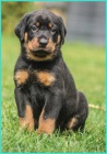 Beauceron - �t���tka s PP