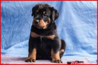 Beauceron - �t���tka s PP