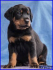 Beauceron - �t���tka s PP
