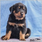Beauceron - �t���tka s PP
