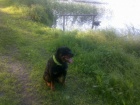Nab�z�m 3 let�ho psa rottweiler kastrovan�