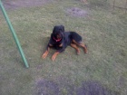 Nab�z�m 3 let�ho psa rottweiler kastrovan�