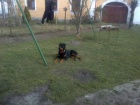 Nab�z�m 3 let�ho psa rottweiler kastrovan�