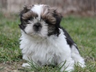 Shih-tzu, �i-tzu �t���tka s PP