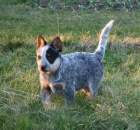 Australsk� hon�ck� pes