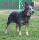 Australsk� hon�ck� pes