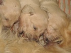 Golden Retriever - �t��ata s PP