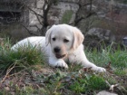 Labrador - �lut� �t���tka s PP