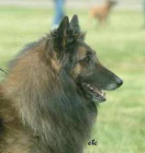 Belgick� ov��k tervueren �t��ata s PP