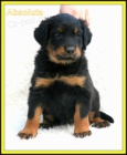 Beauceron - �t�n� s PP - v �R nov� 