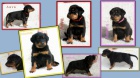 Beauceron - �t�n� s PP - v �R nov� 