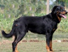 Beauceron - �t�n� s PP - v �R nov� 