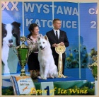 B�l� �v�carsk� ov��k - �t��ata s pp