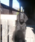 Flat coated retriever s PP �ern� fena