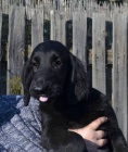 Flat coated retriever s PP �ern� fena
