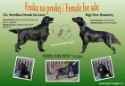 Flat coated retriever s PP �ern� fena