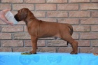 Vymazlen� �t���tka Rhod�sk� Ridgeback s PP