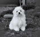 Malt�z��ek s rodokmenem