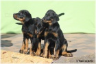 Beauceron - posledn� 2 fenky s PP