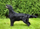 Flat Coated Retriever - �t��ata s PP