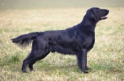 Flat Coated Retriever - �t��ata s PP