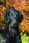 Flat Coated Retriever - �t��ata s PP