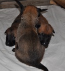 Belgick� Ov��k-Malinois