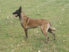 Belgick� Ov��k-Malinois