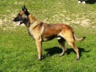 Belgick� Ov��k-Malinois