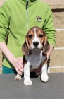 Beagle (b�gl)