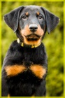 Beauceron - �t���tka s PP