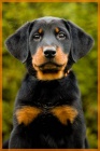 Beauceron - �t���tka s PP