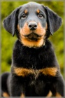 Beauceron - �t���tka s PP