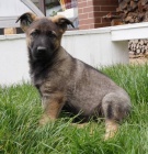 �t��ata n�meck�ho ov��ka s PP - pouze fenky