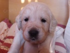 �t��ata Golden Retriever s PP