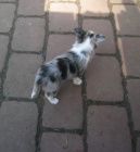 �ivava dlouhosrst� bez PP